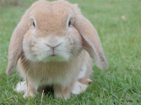 Are Pet Rabbit Bites Dangerous? • Tips & Tricks for Pets