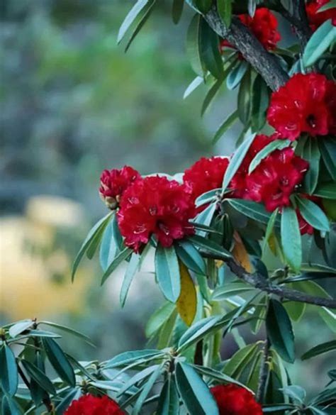 इस जंगली फूल में छिपा है कई रोग का इलाज, फायदे कर देंगे दंग! - Buransh ...