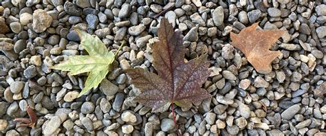 Second & Flume: Fall • Chico News & Review