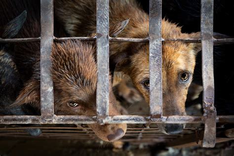 FOUR PAWS Joins One Health Partnership Framework for Zoonoses Control ...