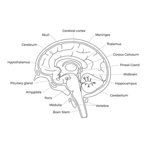 Image result for Limbic System Function Animation