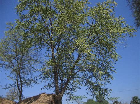 Tapsi - Indian Elm Tree | Trees of GSS
