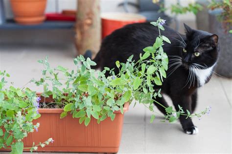 Can Cats Eat Catnip? Safe Consumption and Benefits Explained