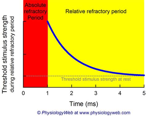 Action Potential Graph 的图像结果