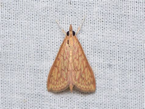 Paliga spp. | Moths