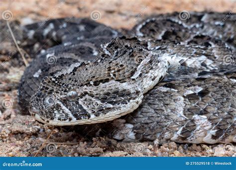 Puff Adder, a Dangerously Venomous Snake Viper from South Africa. Stock Photo - Image of ...