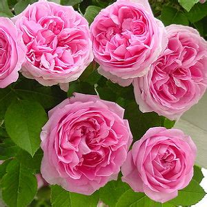 Buy Climbing Rose Pink Seeds (5 Seed) online at plantsguru.com – Plantsguru