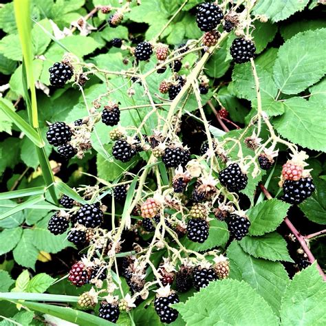 Blackberry season | Daily-Ink by David Truss