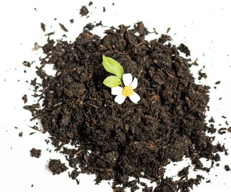 Plant Essentials – Urbanleaf