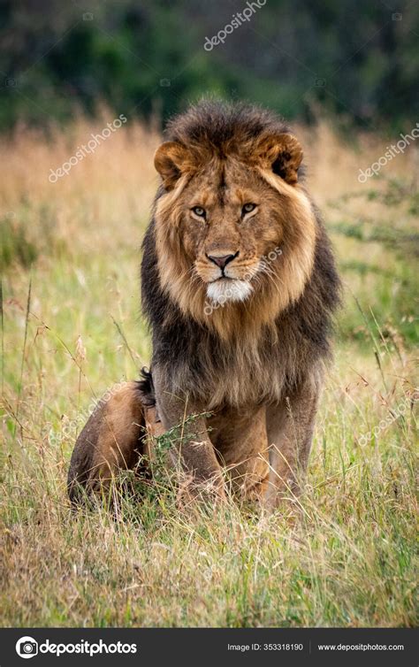 Image result for N Queen Problem Using Backtracking Method