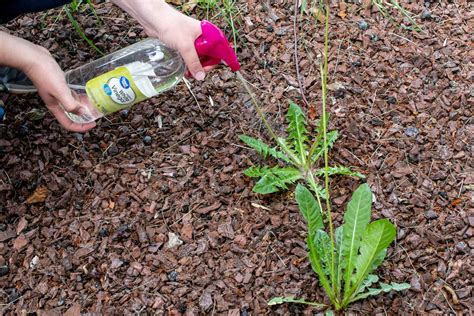 10 Homemade & Natural Weed Killers That Actually Work - The Krazy ...