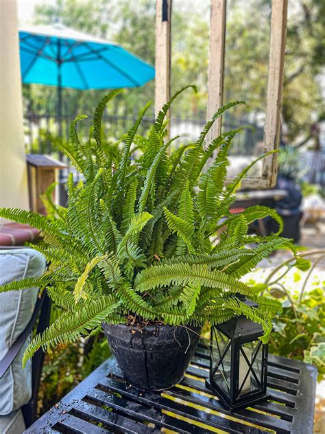Types Of Outdoor Ferns