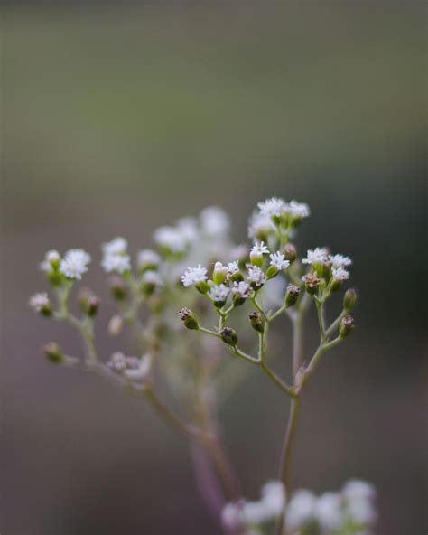 A Bunch of Colorful Angel's Breath Flowers · Free Stock Photo