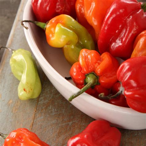 Scotch Bonnet Chilli Pepper Plant | Capsicum chinense 'Caribbean Antil ...