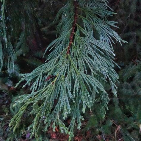 Calocedrus decurrens (Incense-cedar) – 10,000 Things of the Pacific ...