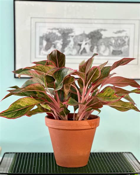 Chinese Evergreen: Plant Care and Growing Tips | Plantcarefully