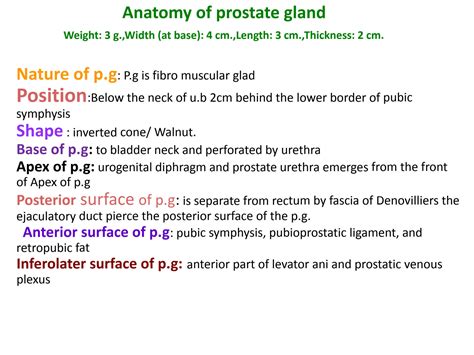 SOLUTION: Anatomy of Prostate Gland For MBBS, DPT, Nursing, Allied Health Students - Studypool