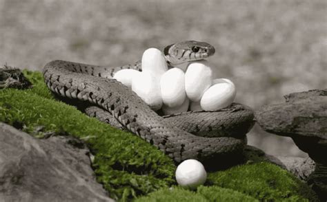 Python Snakes Mating 的图像结果