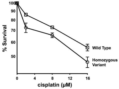 Identification of a Hypomorphic FANCG Variant in Bernese Mountain Dogs