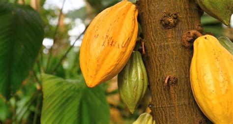 Image result for Cocoa API