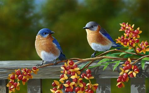 Beautiful Birds Wallpapers - Top Free Beautiful Birds Backgrounds ...