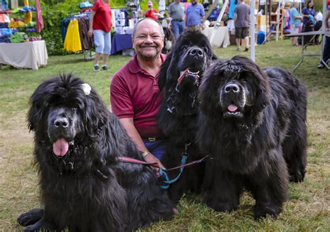 Newfoundland Dogs Next To Human