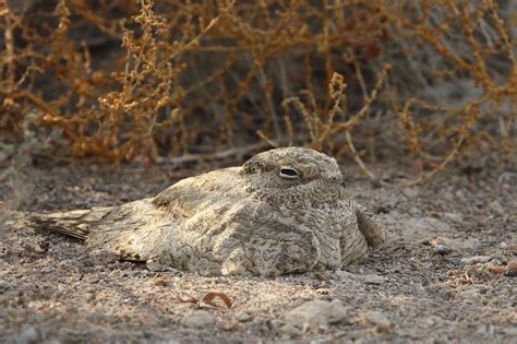 Camouflage Animals - camouflage images of animals