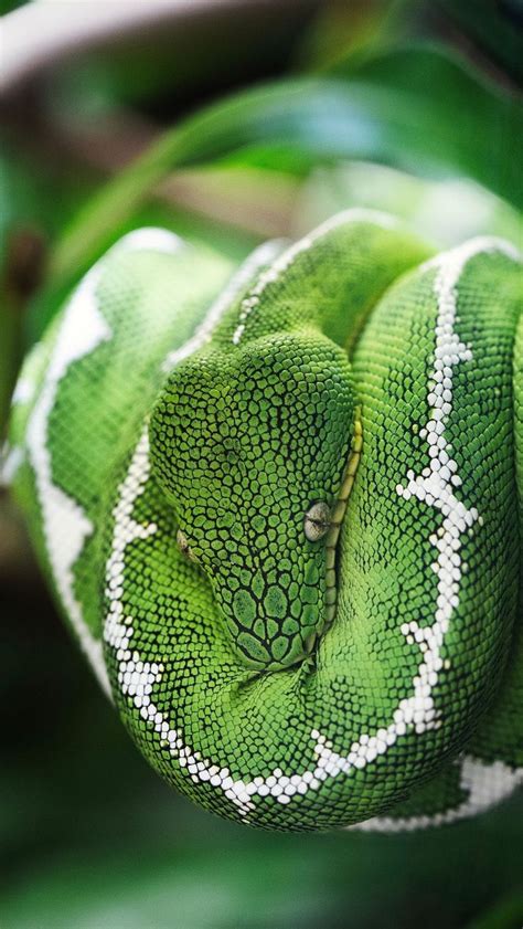 Image result for Green Tree Python Wallpaper