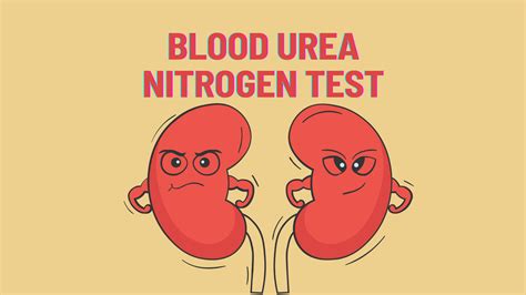Blood Test Elevated Bun at Phyllis Gordon blog