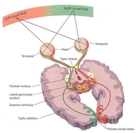 Human Visual System 的图像结果