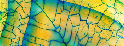 Investor Feedback Form