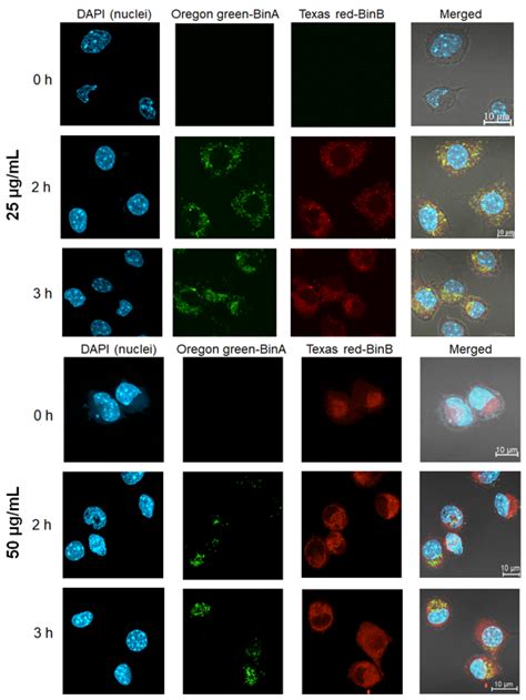 Cytotoxic Effects and Intracellular Localization of Bin Toxin from ...