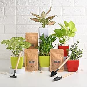 FlowerAura Air Purify Live Set of 5 Syngonium, Lucky Bamboo, Golden ...