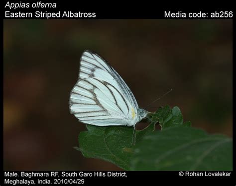 Appias olferna | Butterfly