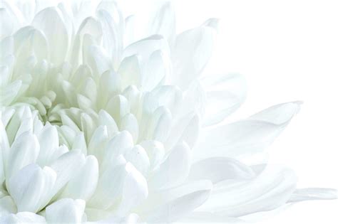 Fascinating Floral Insights: Unveiling Captivating Facts about Flowers