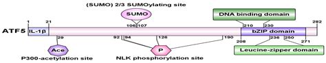 Advancements in Activating Transcription Factor 5 Function in ...