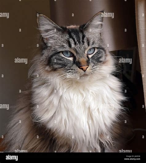 Portrait Of A Pedigree (seal lynx tabby) Ragdoll Cat Stock Photo - Alamy