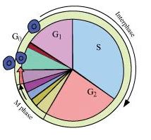 NCERT Solutions for Class 11 Biology chapter 10 Cell Cycle and Cell ...