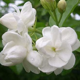 Indian Gardens - Jasmine/Gundu Malli 3 Layer Live Plant/Indoor/Outdoor ...