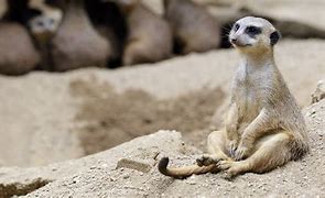 Image result for Researchers investigate meerkats response