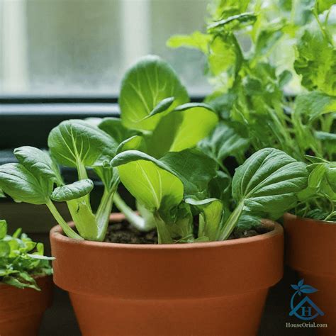20 Fastest Growing Vegetables Indoors In 20-30 Days - HouseOrial