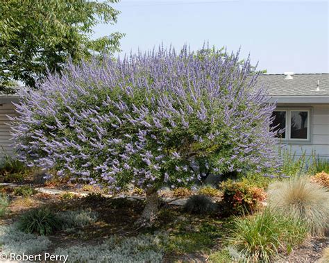 How Tall Do Vitex Trees Grow at Carlo Simmons blog