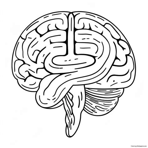 Anatomy Of Brain Coloring Page (73224-57980)