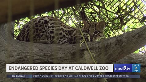 Endangered Animals In Zoos