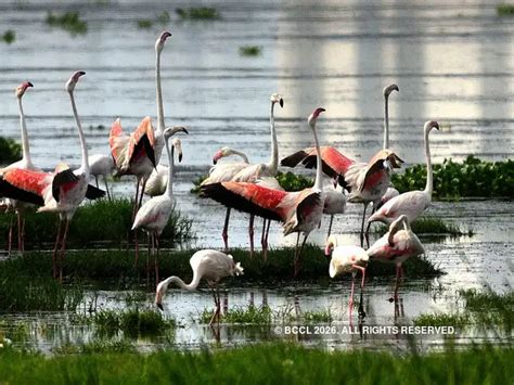 About their journey - Migratory flamingos flock to Navi Mumbai | The ...