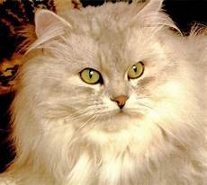 gatti persiani immagini immagini di gatti persiani wr39 187 regardsdefemmes gatti persiani immagini immagini di gatti persiani wr39 187 regardsdefemmes