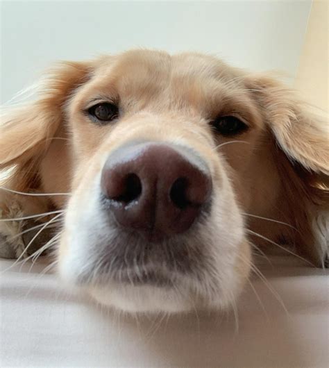 Dog Licenses | Albemarle County, VA