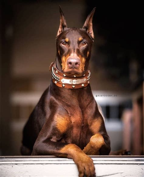 Brown Doberman Dogs