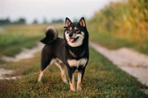 The Enigmatic Beauty of the Black and Tan Shiba Inu