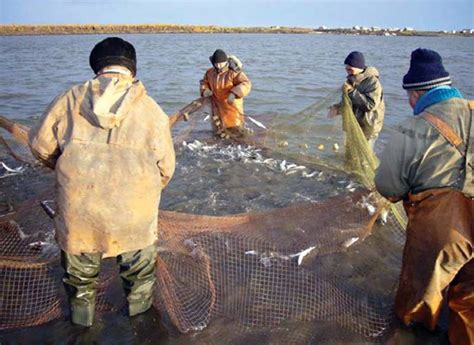 Традиционное рыболовство: вопросов больше, чем ответов. Депутаты ...